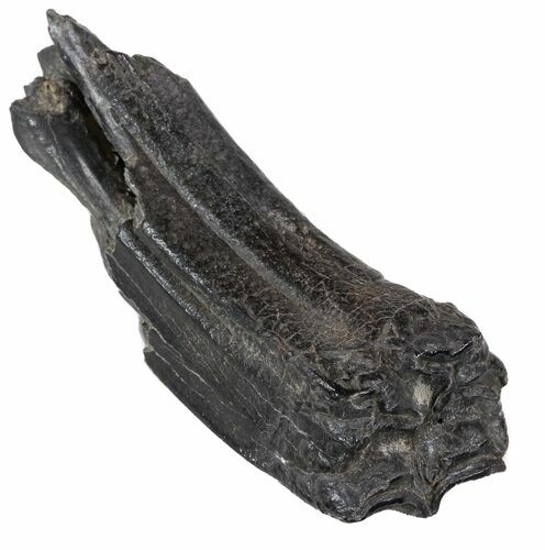 Pleistocene Aged Fossil Horse Tooth - Florida #53152